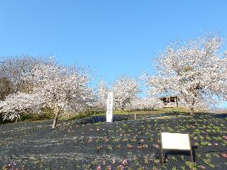 更木しらゆり公園「春」