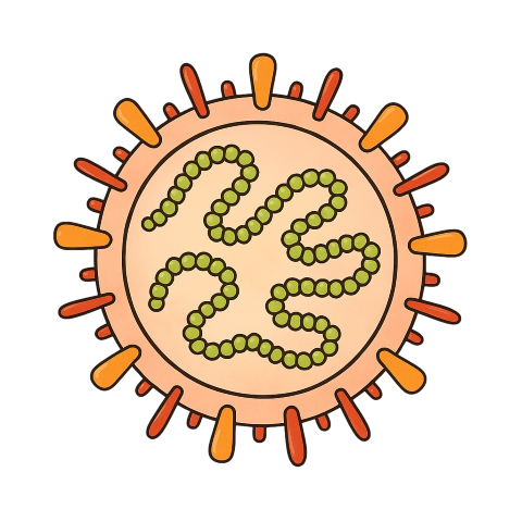 ムンプスウイルスのイメージ