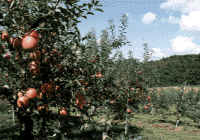 りんご園の写真