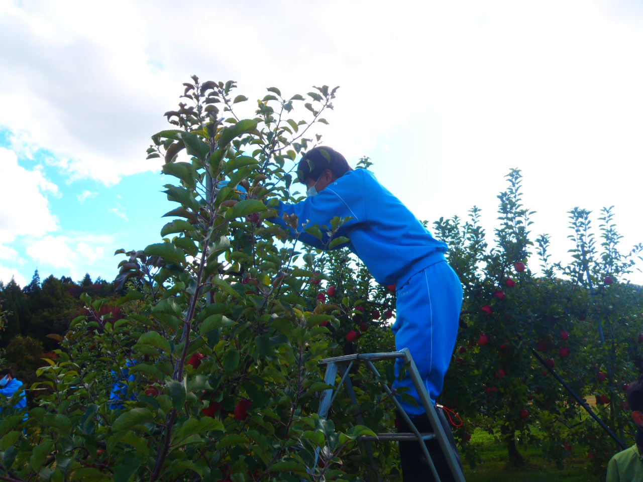 （10月）リンゴの収穫の様子