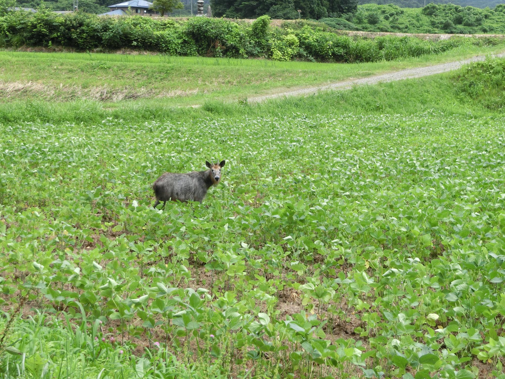 ニホンカモシカの写真