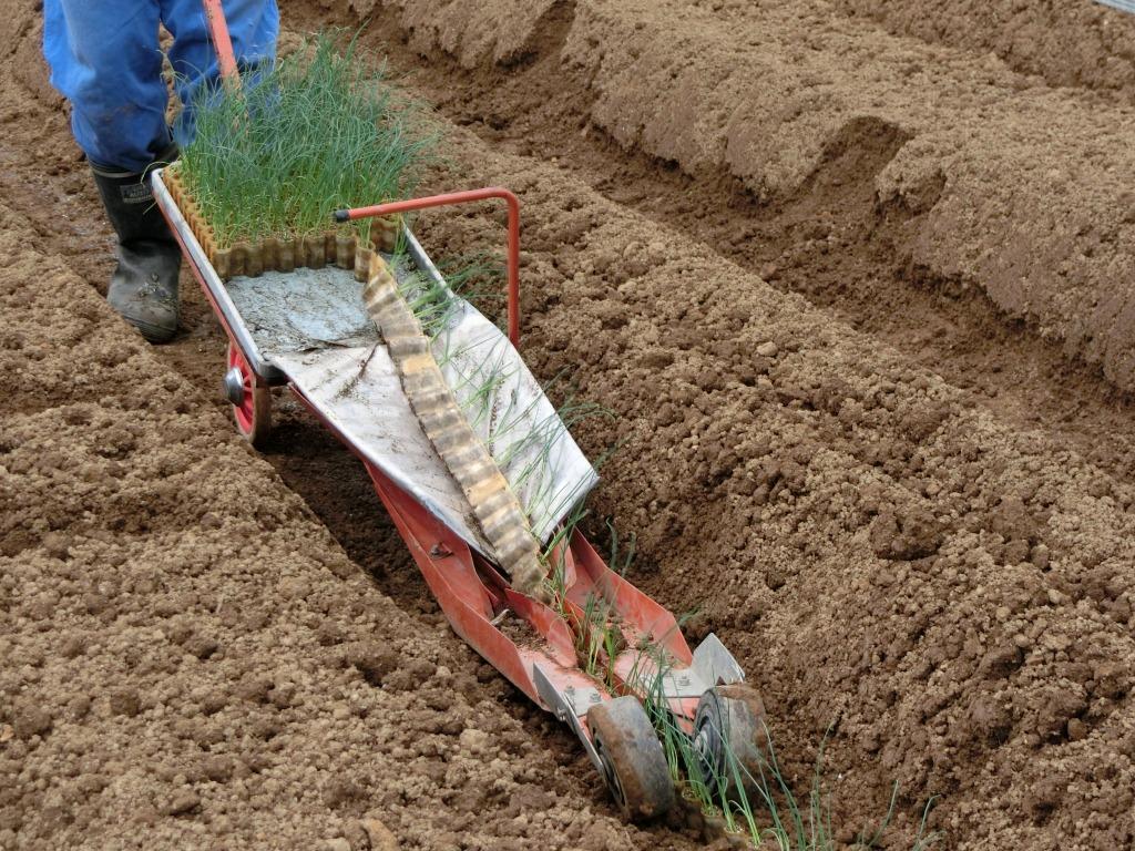 ねぎの定植機