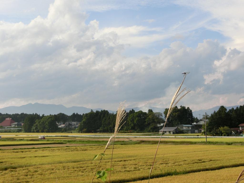 田んぼの様子の写真