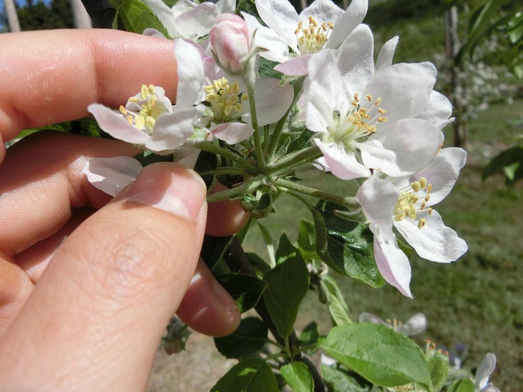 りんごの花