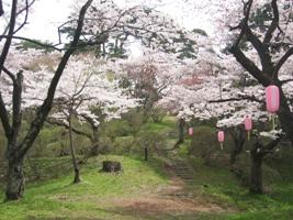 陣ケ丘の桜の写真