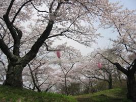 陣ケ丘の桜の写真