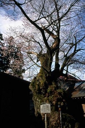 鳥谷脇の桜の写真