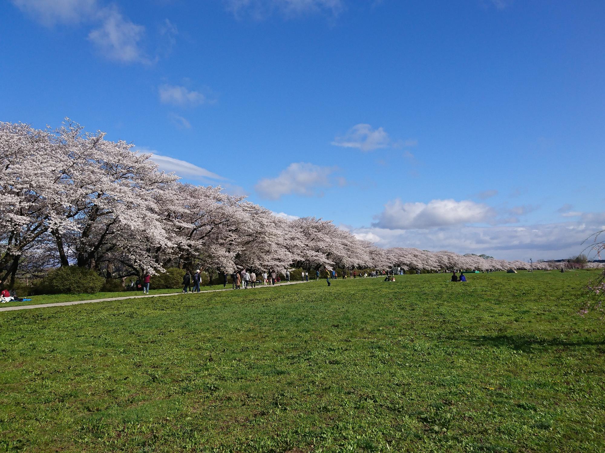 2017年撮影桜並木