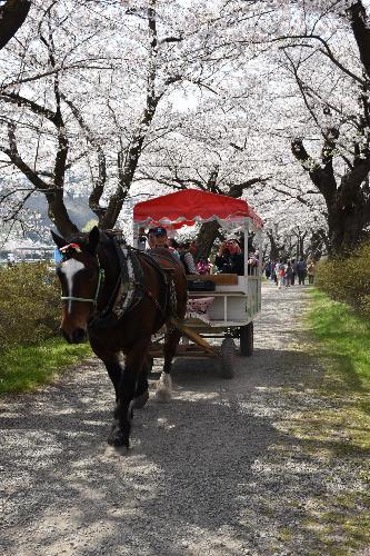桜並木と観光馬車の写真