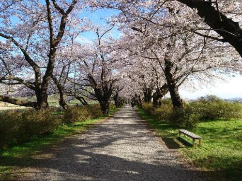 桜並木