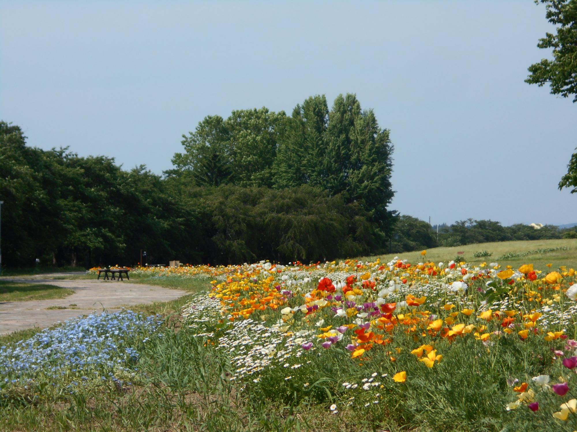 展勝地のお花畑を見に行ってみよう 北上市公式ホームページ