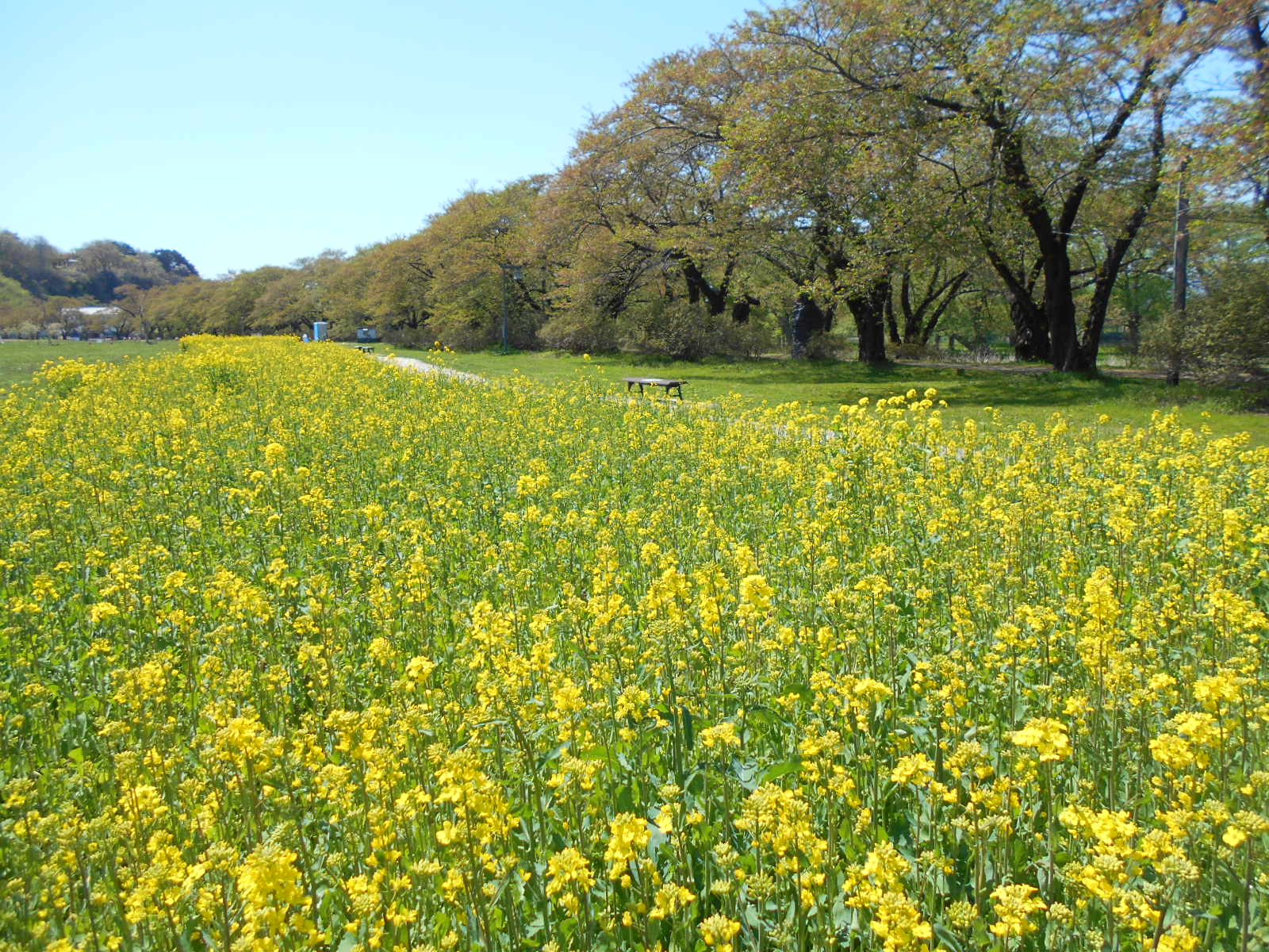 展勝地に咲く菜の花