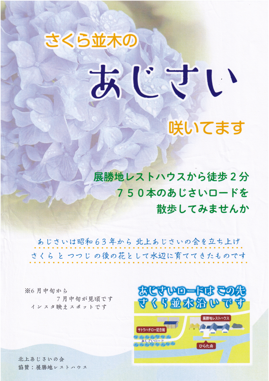 画像。北上あじさいの会が作成したチラシ。桜並木のあじさいが咲いています。展勝地レストハウスから徒歩2分。750本のあじさいロードを散歩してみませんか。あじさいは、北上あじさいの会が昭和63年から桜とつつじの後の花として水辺に育ててきたものです。