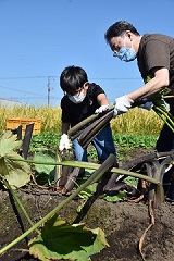 自分の背丈より伸びたサトイモの茎をカマで刈り取りました