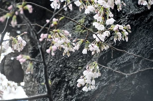 開花宣言4