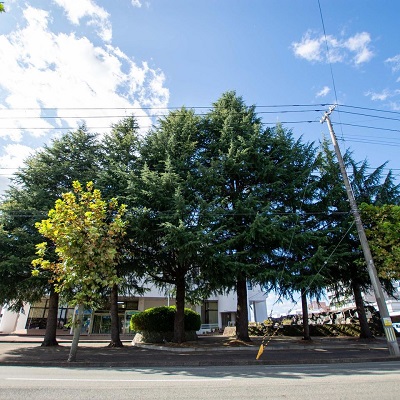 跡地には展勝地ゆかりの桜スミゾメが3本植樹されます