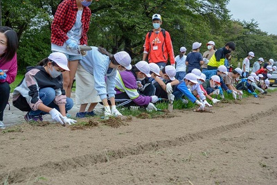 児童たちは手にしたシャベルで楽しそうに土を掘り、1,000個の球根があっという間に埋められました