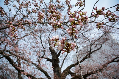 桜が開花