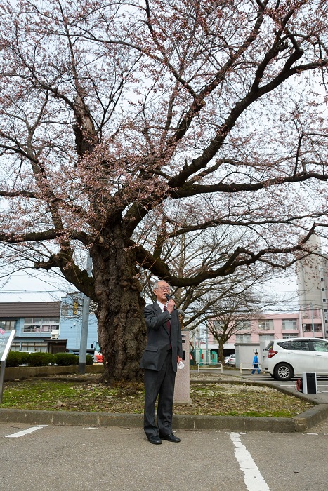 北上市桜開花宣言