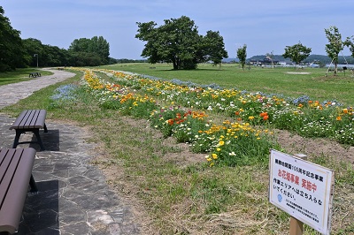 展勝地お花畑