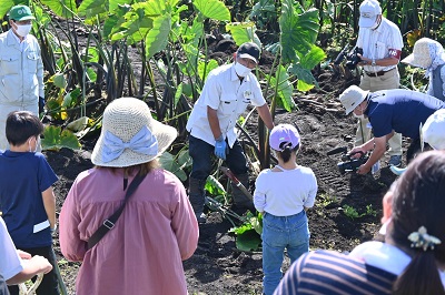北上市農業委員会主催の二子さといも収穫体験