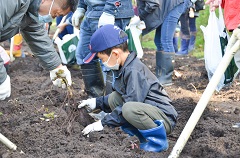 イベントの最後にはサツマイモ掘りが行われました