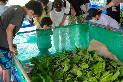 養蚕体験会