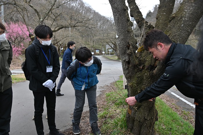 展勝地の桜を守り育てていくための枝切り講習会