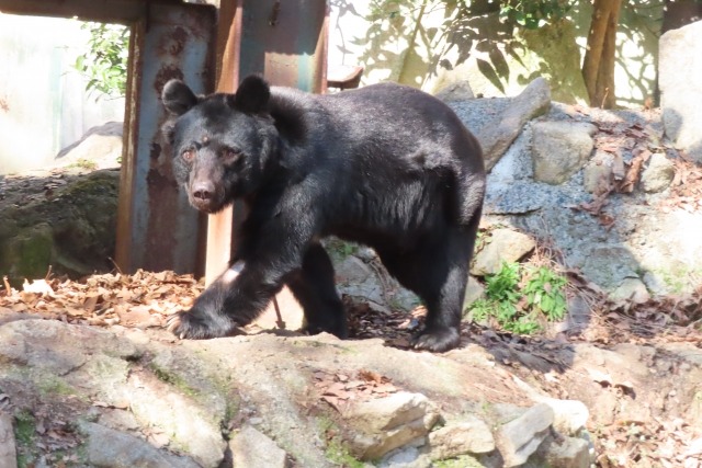 市内で多数のクマ目撃情報