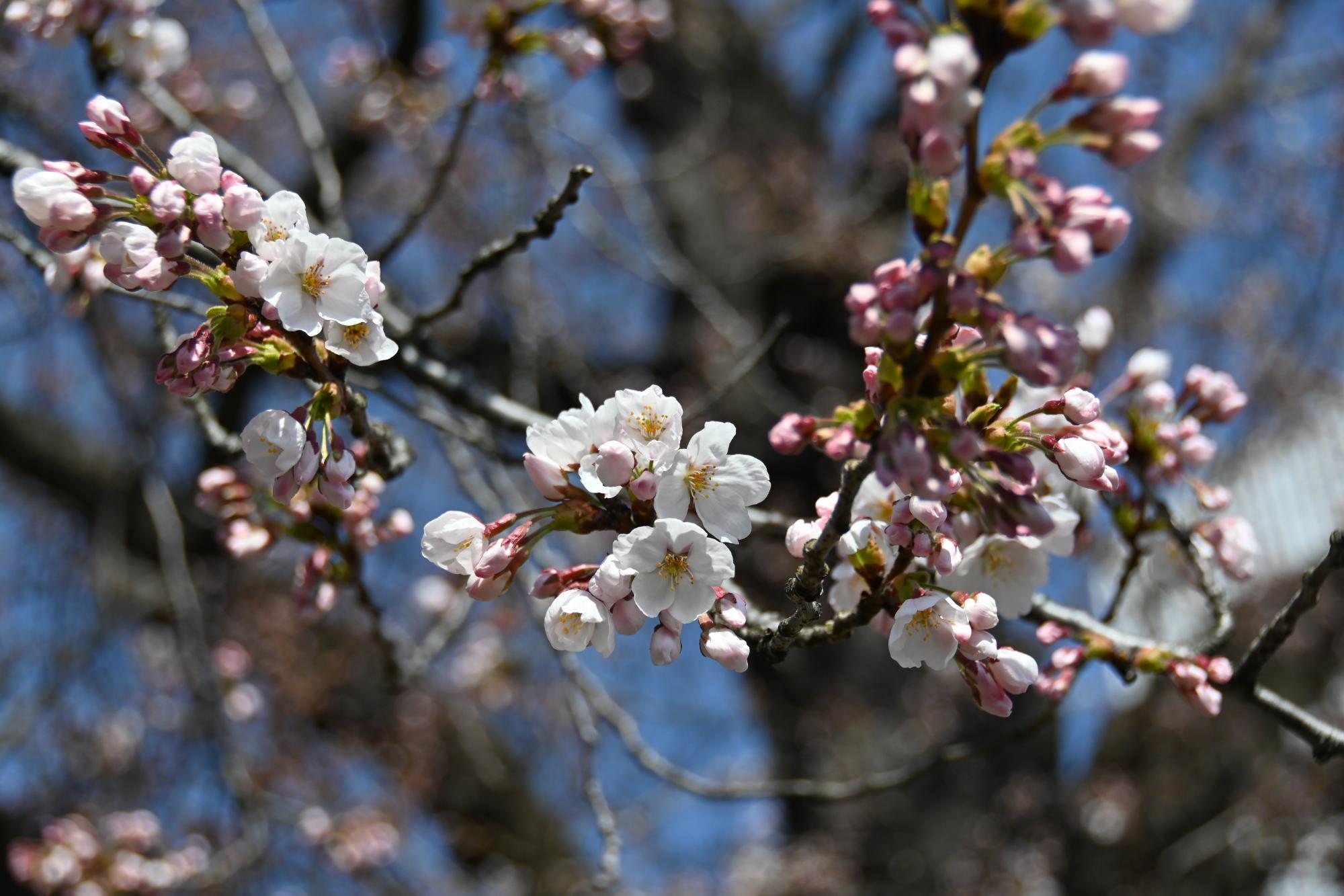 観測史上最速の桜開花宣言