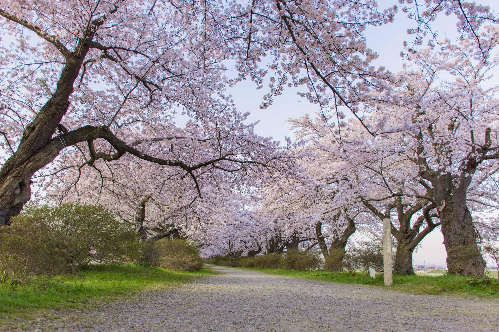 展勝地桜並木