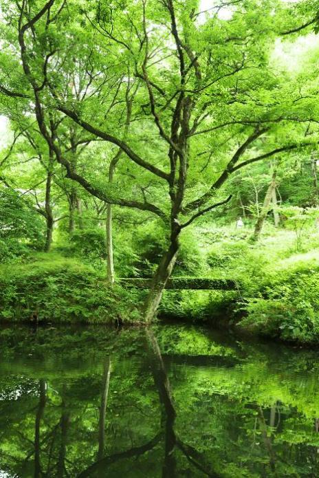 水面にうつる初夏の深緑