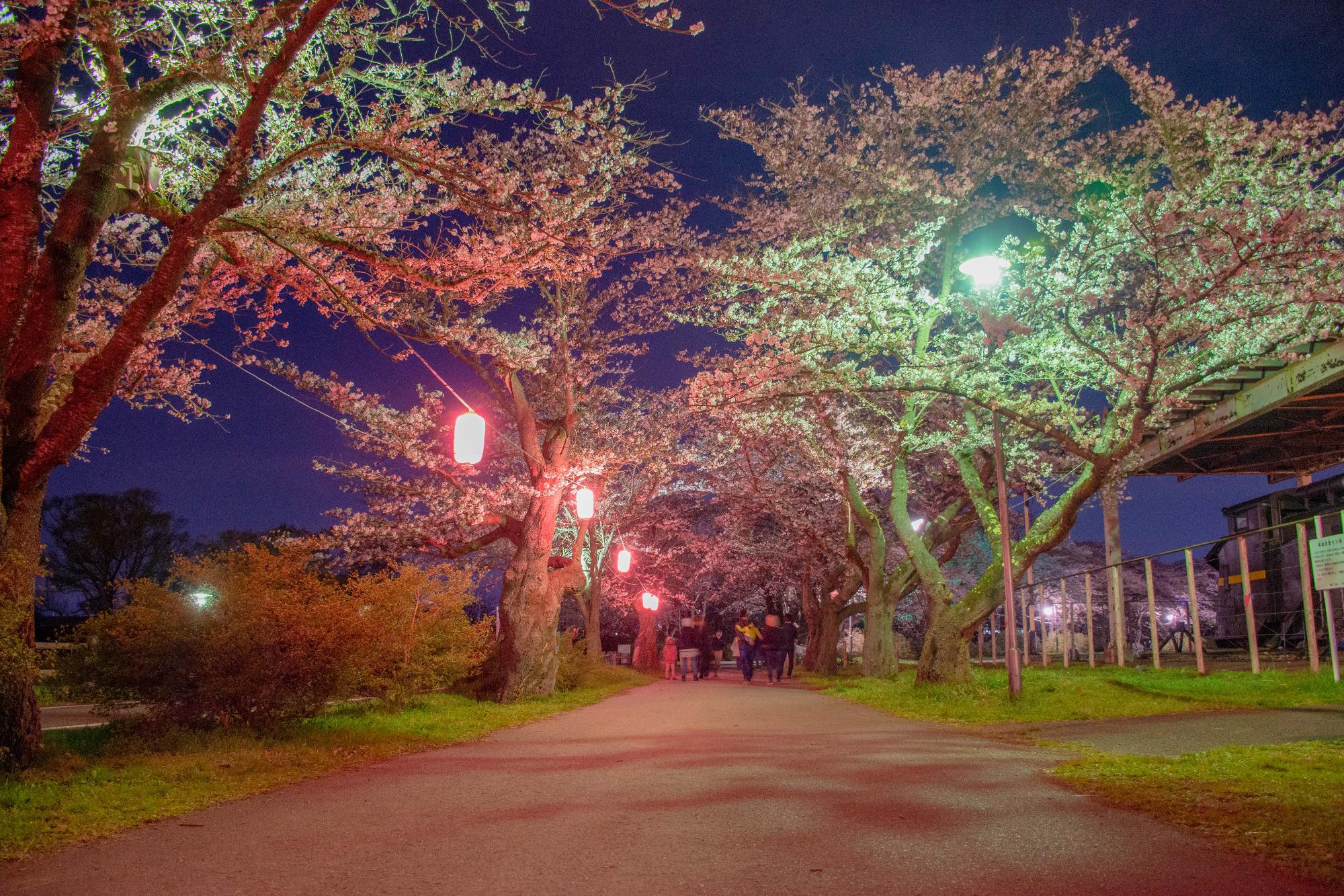 桜並木の夜桜