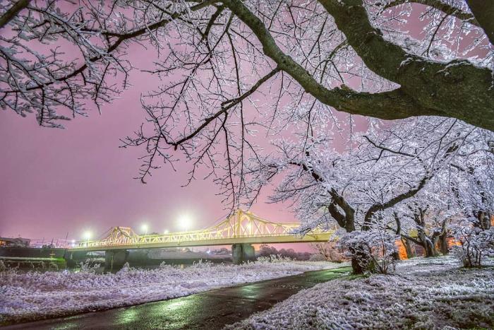 雪桜と珊瑚橋