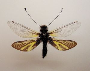 キバネツノトンボ
