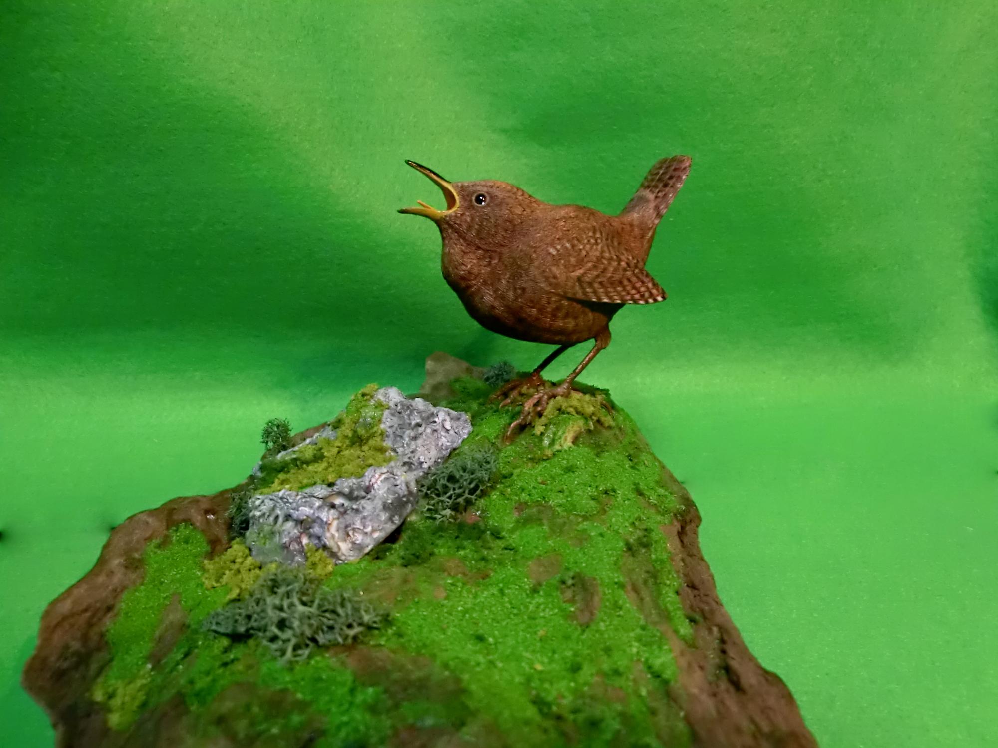 ミソサザイ