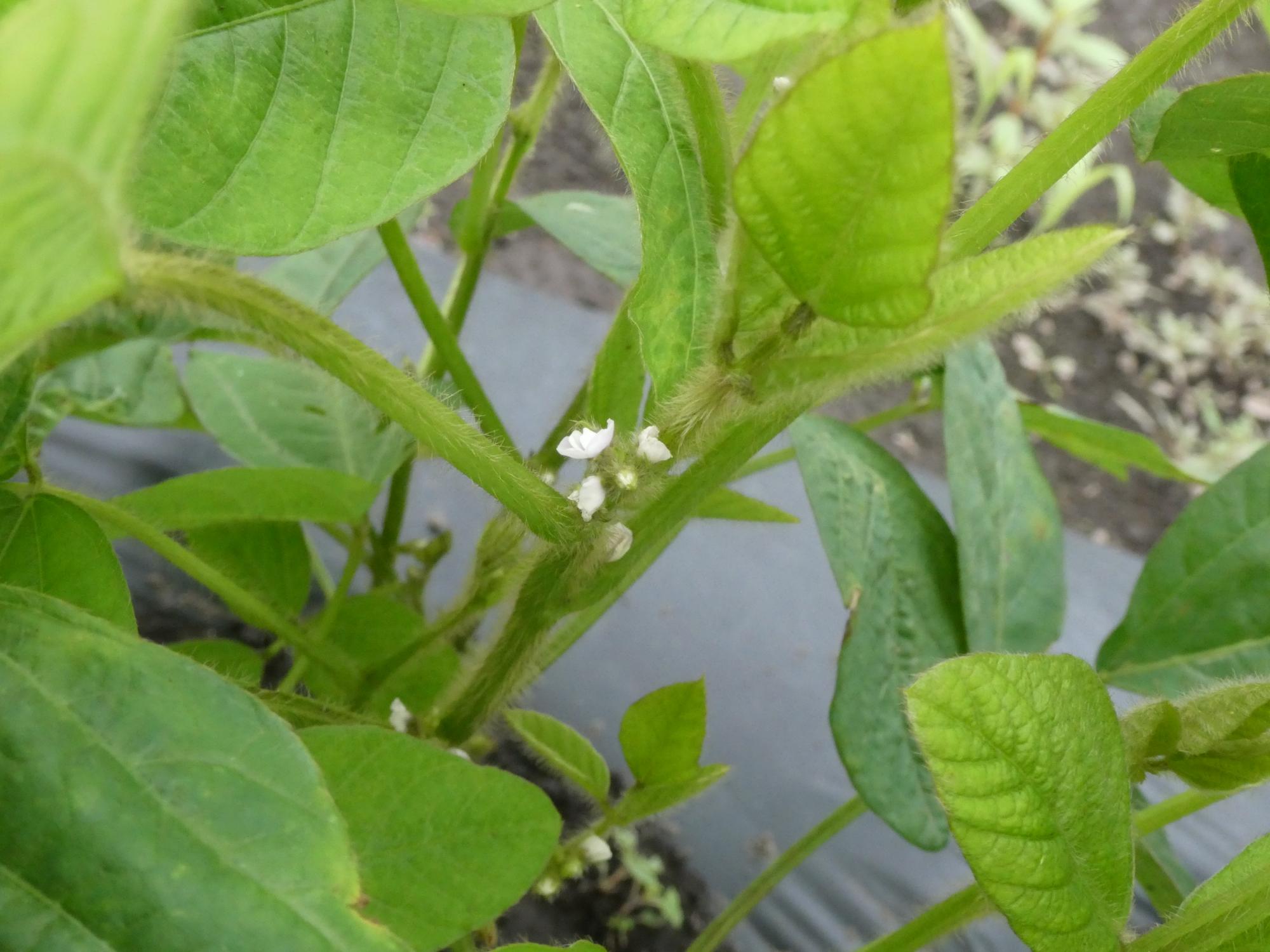枝豆の花が咲き始めた写真