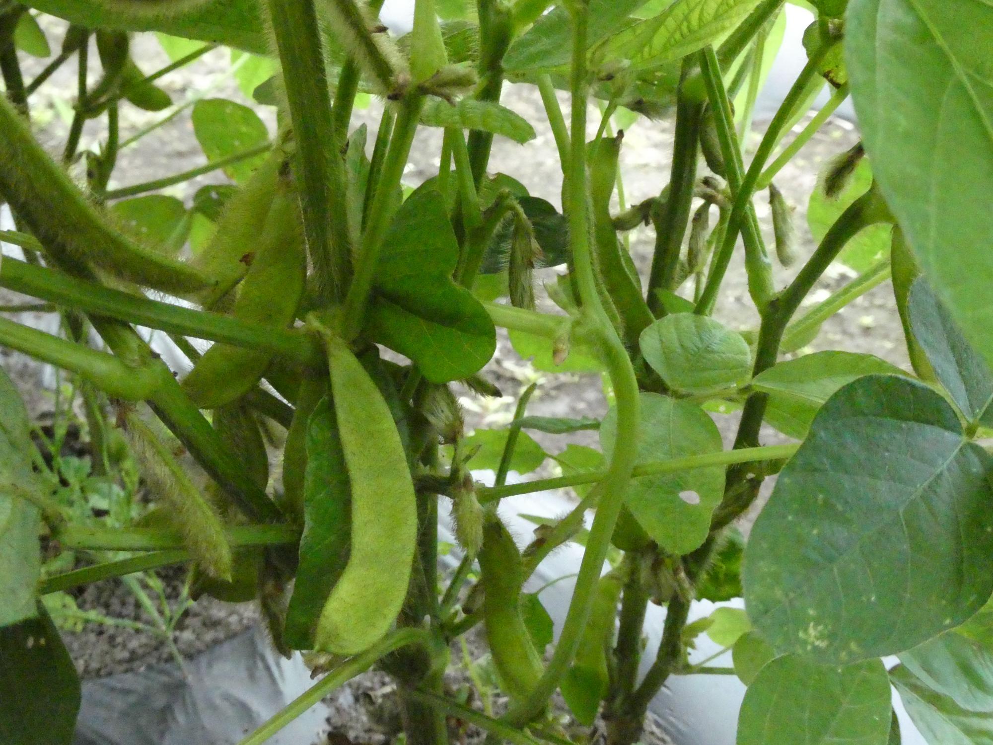 枝豆のさやがつき始めた写真