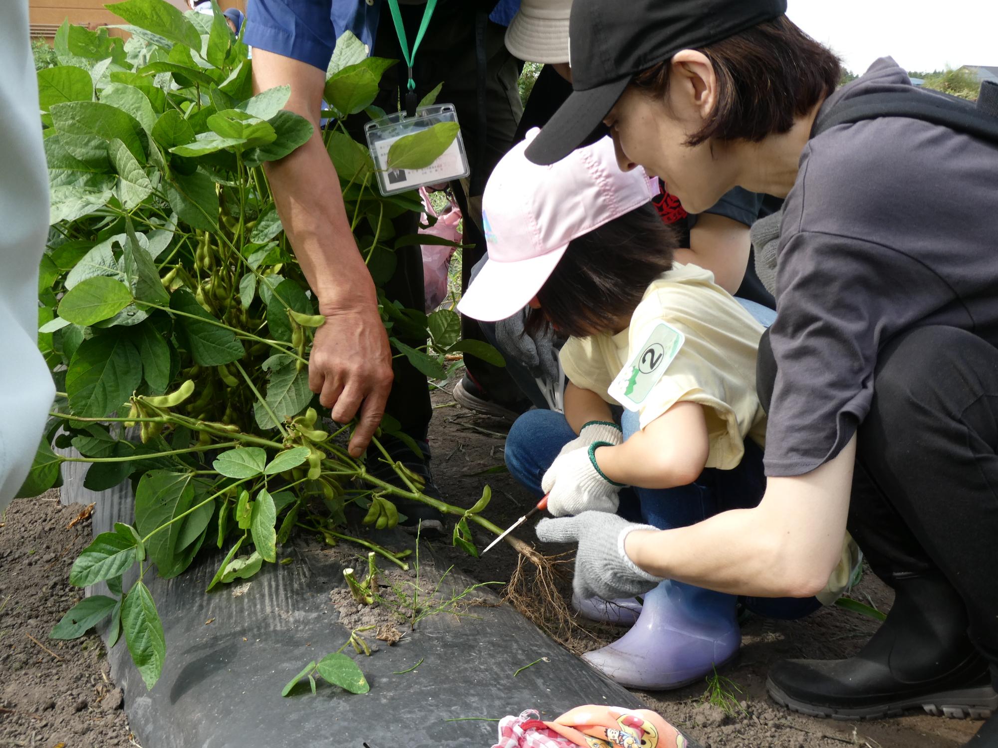 枝ごと枝豆を収穫する親子の写真