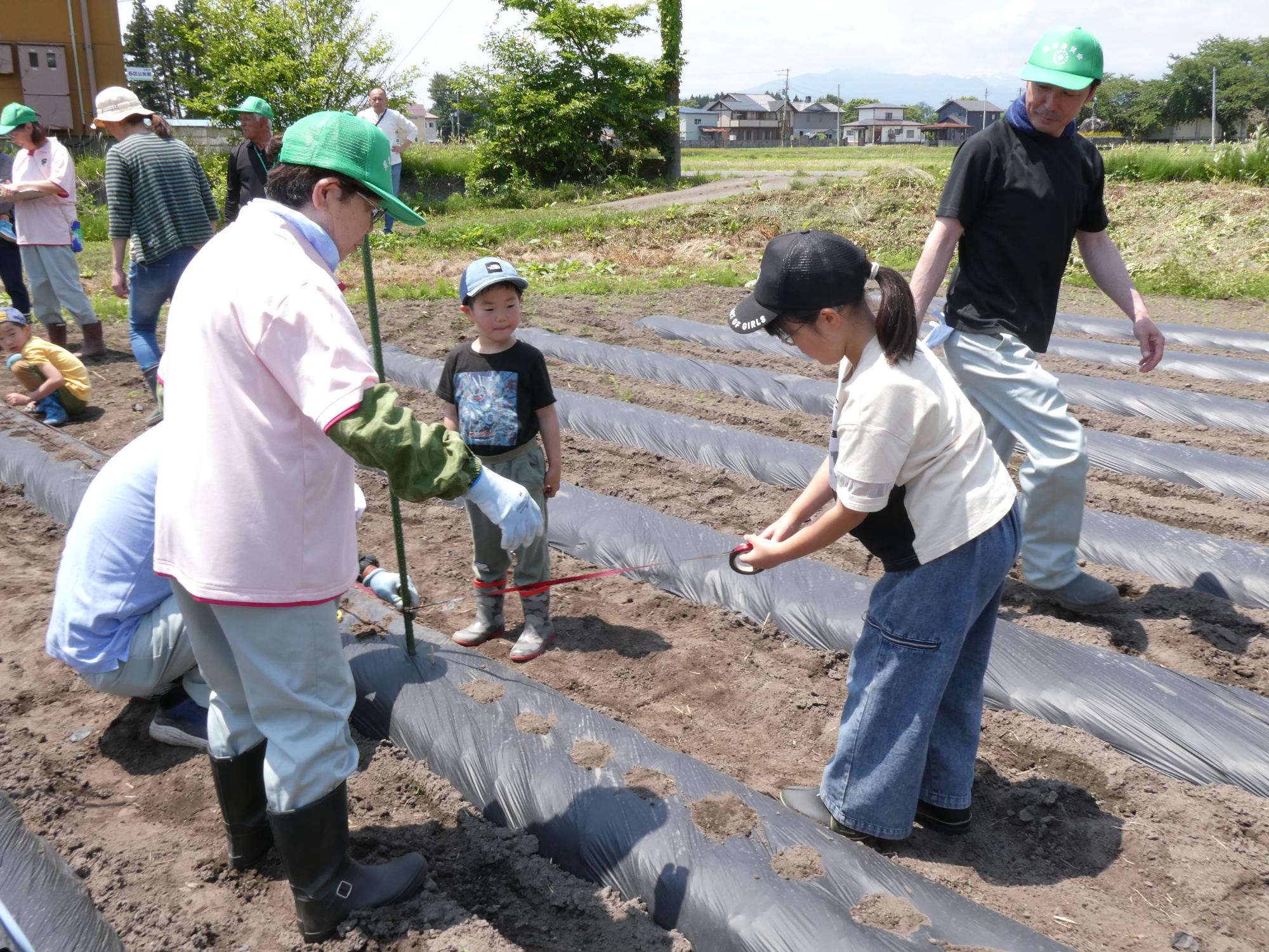 植えた枝豆の種に鳥よけを設置する写真